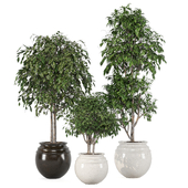 Indoor Plants in Pot 122