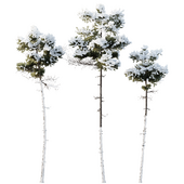 AV Plants Pinus Echinata Winter Snow