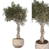 Indoor Plant Decorative Shrub 125