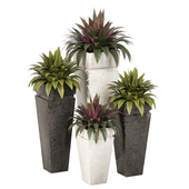 Plants Collection Set 126