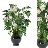 Indoor Plants In Pot Set 127