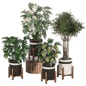 Indoor Plants Collection Set 128
