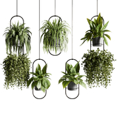 Indoor plants-Ivy plants set 170