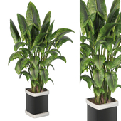 Indoor Tall Plant in Pot 134