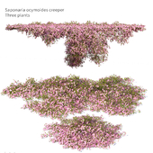 Saponaria ocymoides