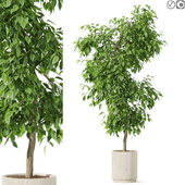 3dmarket Plant 1