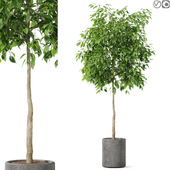 3dmarket Plant 2