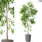 Plant 3