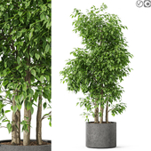 Plant 4