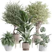 indoor plant Set 136