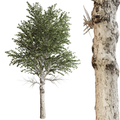 Birch Tree