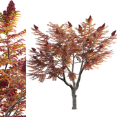 Rhus typhina - Staghorn Sumac 04