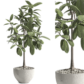 Indoor Plant Set 156