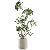 Indoor Plant Set 157
