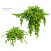 Hanging plant 52