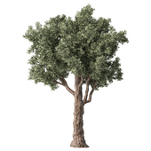 Olive Tree Set.206