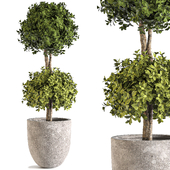 Indoor Plant Set 158