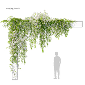 Hanging plant 53