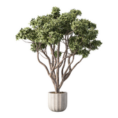 Indoor Tree Plant Set.259