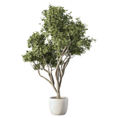 Indoor Tree Plant Set.260