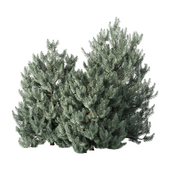 Pine Bush Set.33