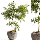 Indoor Plant Set 159
