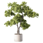 Indoor Tree Plant Set.261