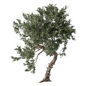 Tree Set.208
