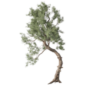 Pine Tree Set.209