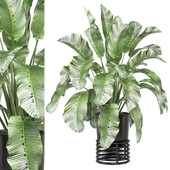 Indoor Plants Collection 1813
