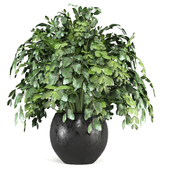 Indoor Plants Collection 1819