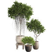 Indoor Bonsai Tree in Pot Collection 412