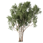 Tree Set.210
