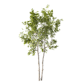 Tree Set.211