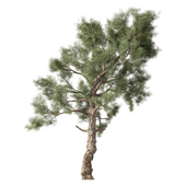 Pine Tree Set.212