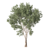 Tree Set.213