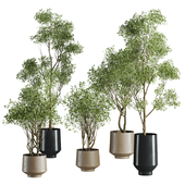 Plants Set 144