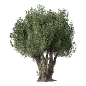 Olive Tree Set.214