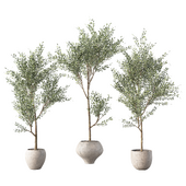 Olive Tree Indoor Plant Set.263