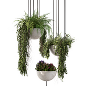 Hanging Indoor Plant Set.264