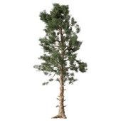 Pine Tree Set.215