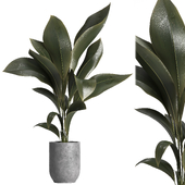 Indoor plant 029