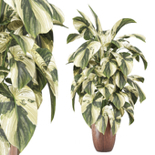 Indoor Plants Collection 1843
