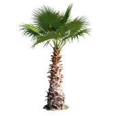 Washingtonia Robusta Palm Tree