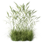 Bush Grass Pampas Set.36