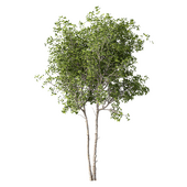 Tree Set.219