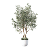 Olive Tree Set.266