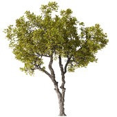 Tree Set30-Urban tree