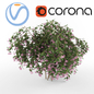 Вейгела ( Weigela) - Кусты - 3D модель