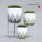 harlequin_pot - Комнатные - 3D модель
